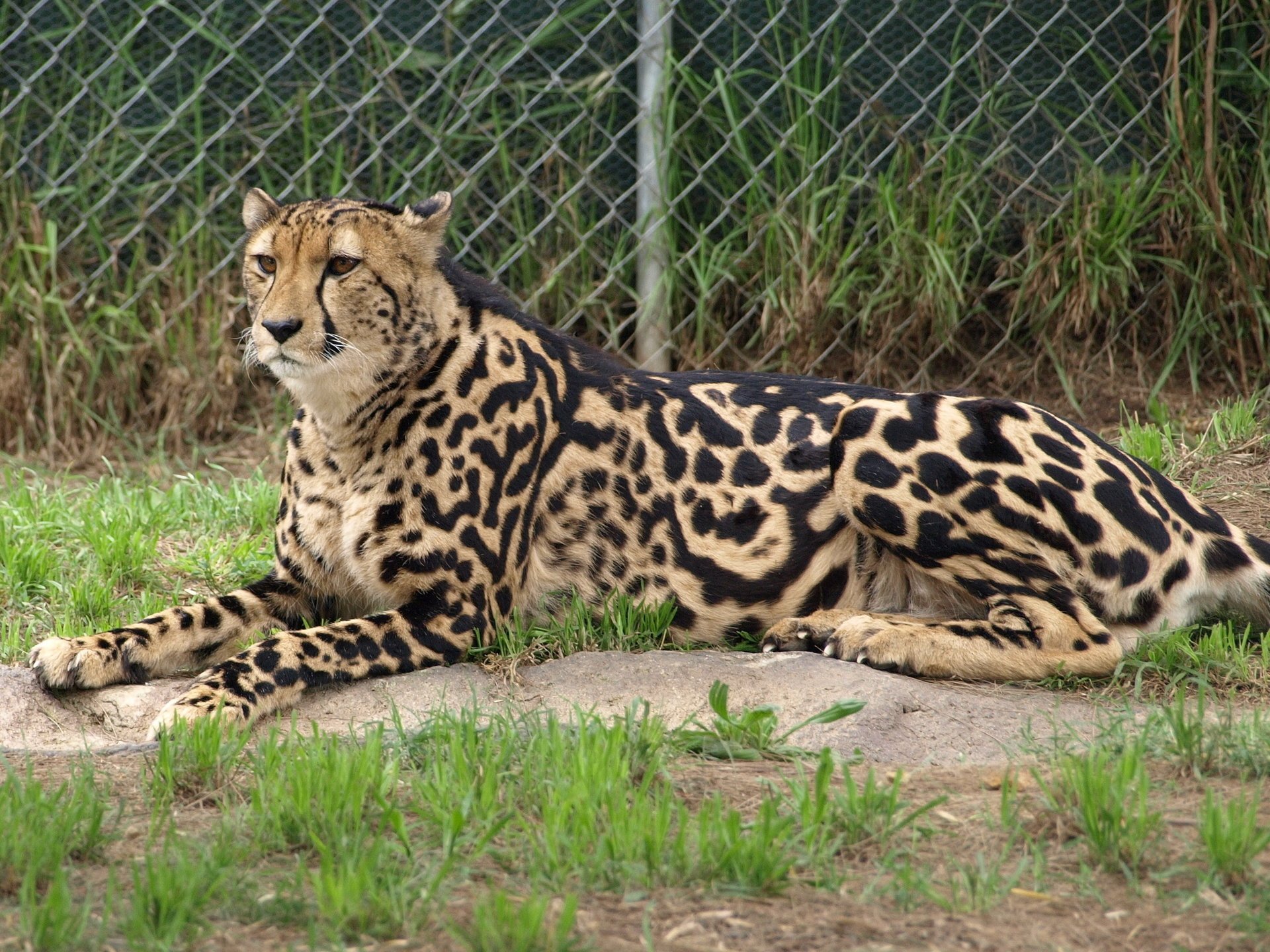 королевский гепард гепард кошка