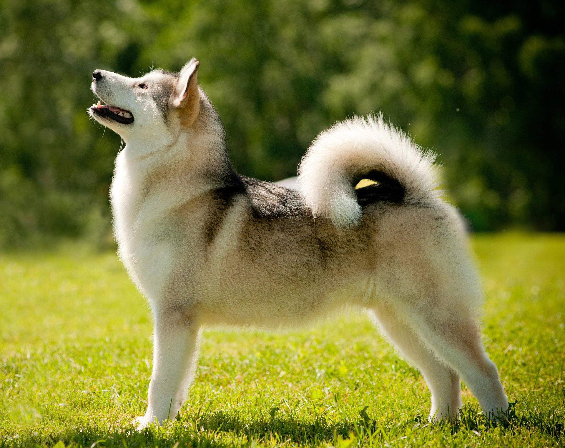 malamute de alaska perro laika