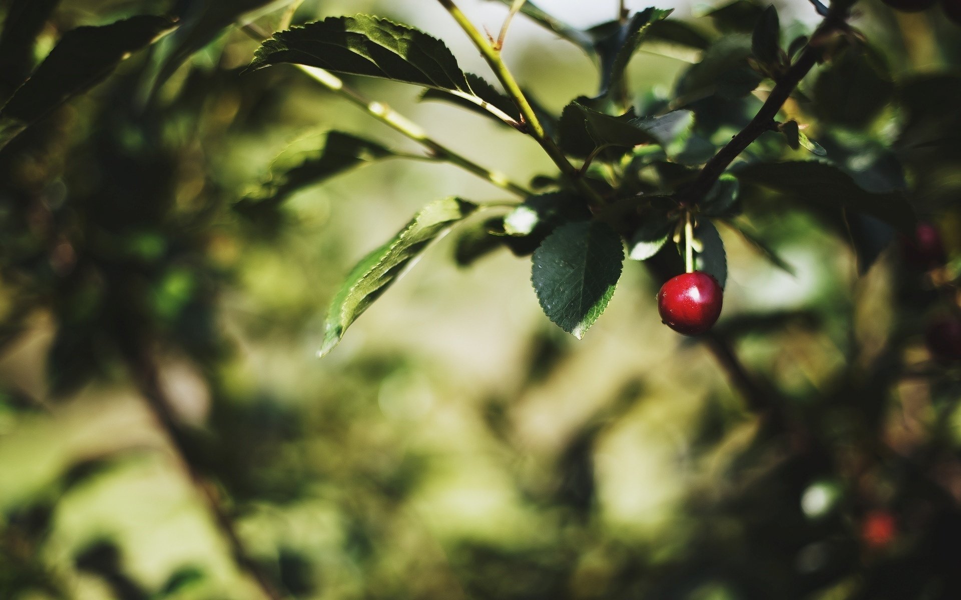 macro foglie albero foglia alberi foglie