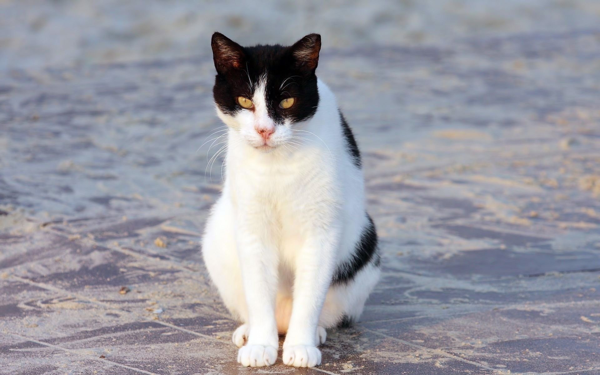 chat chat assis blanc et noir