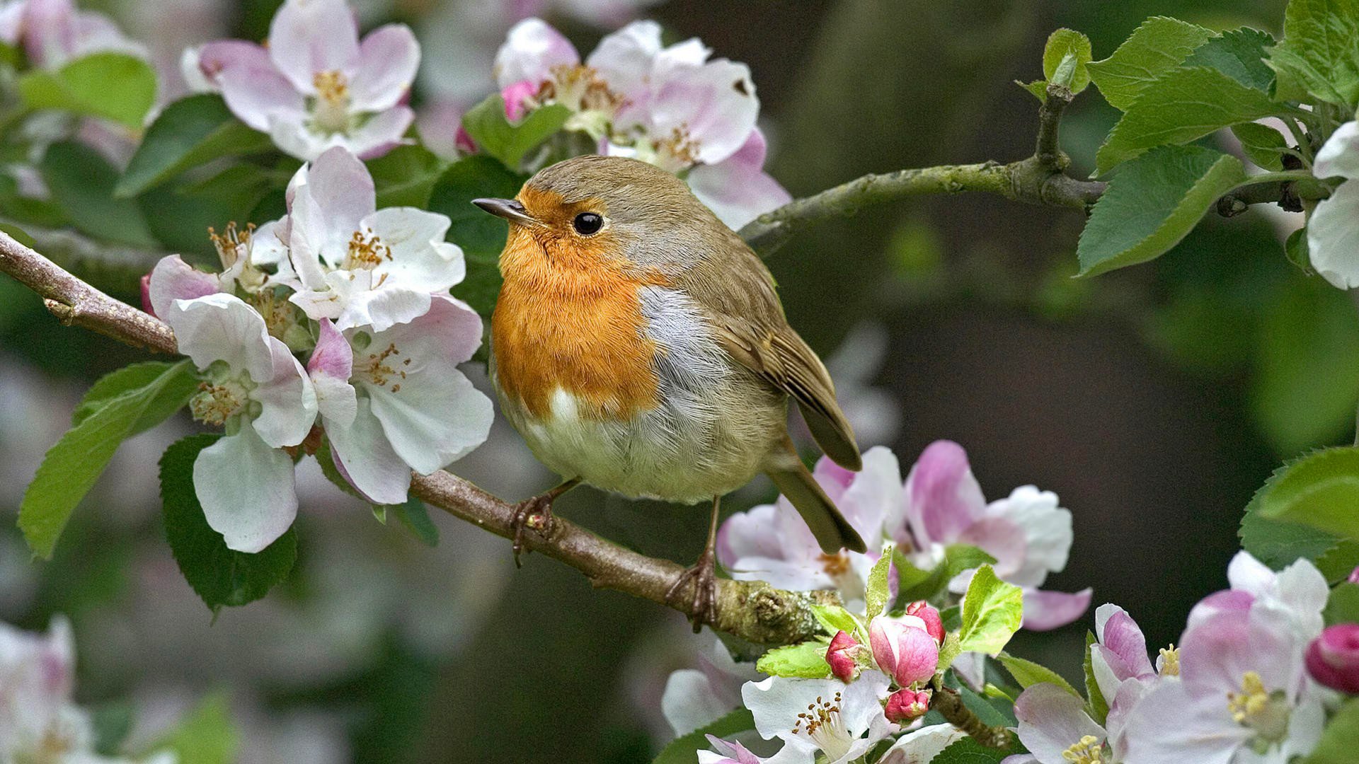 fleurs oiseau branche printemps nature beauté