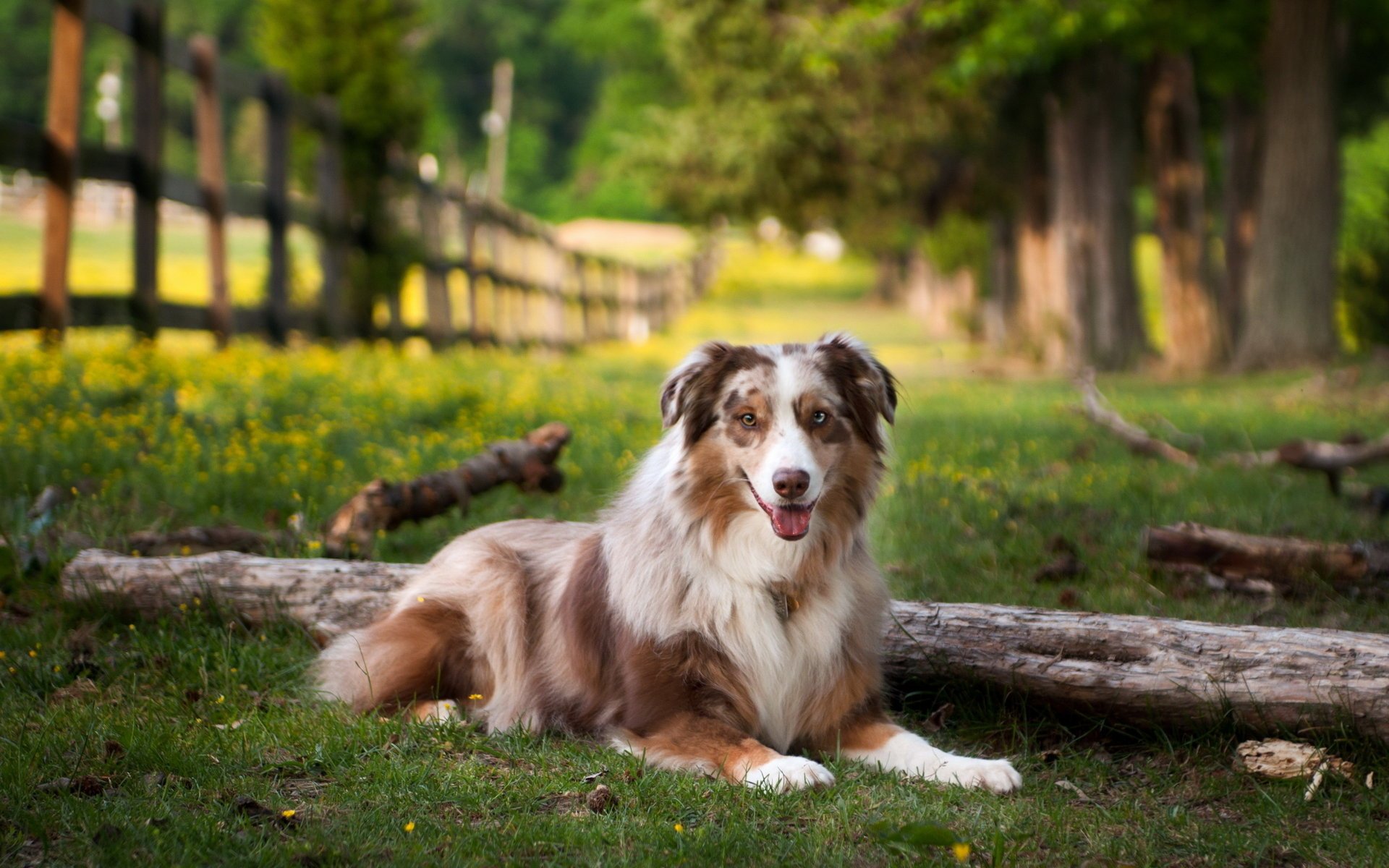 hund sommer feld