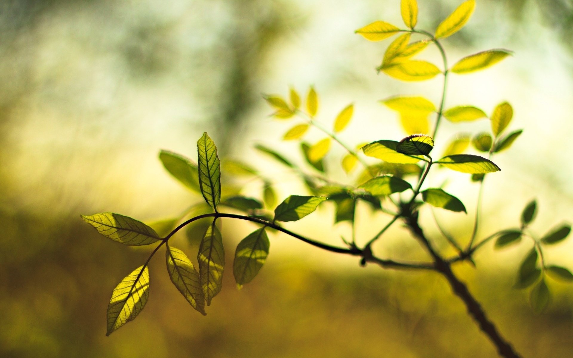 macro leaf leaflet leaves plant green