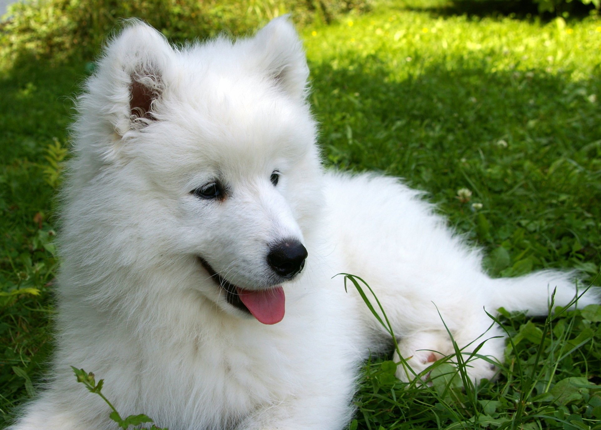 samoyedo cachorro hierba