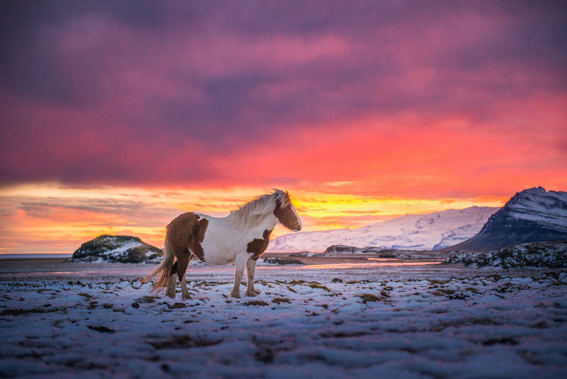 caballo viento nieve cielo montañas islandia pintura