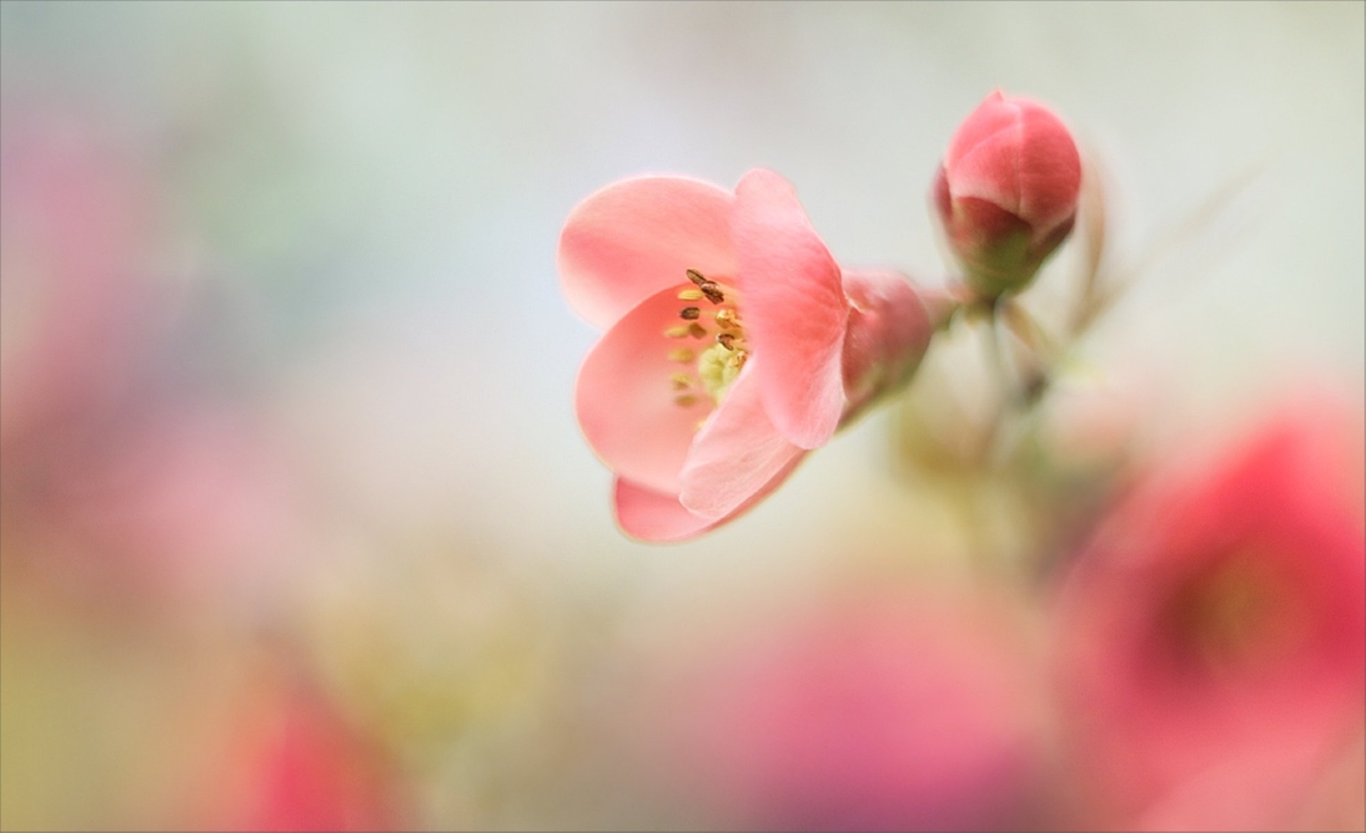 humeur fleurs doucement