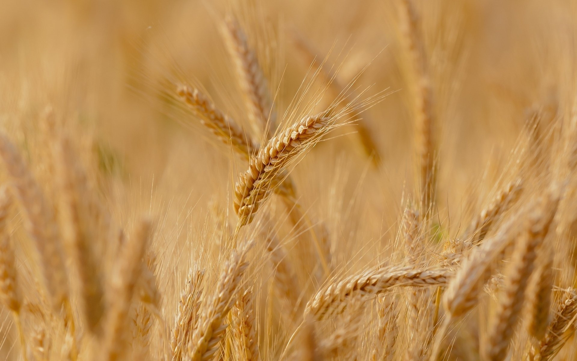 macro spikelets ears rye wheat field spike