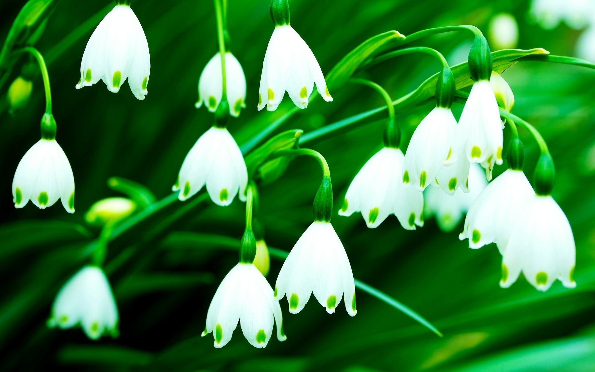 fond vert fleurs blanc cloches fleurs fleurs