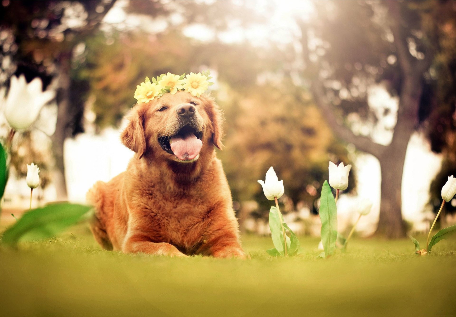 perro flores amigo lengua blanco corona tulipanes