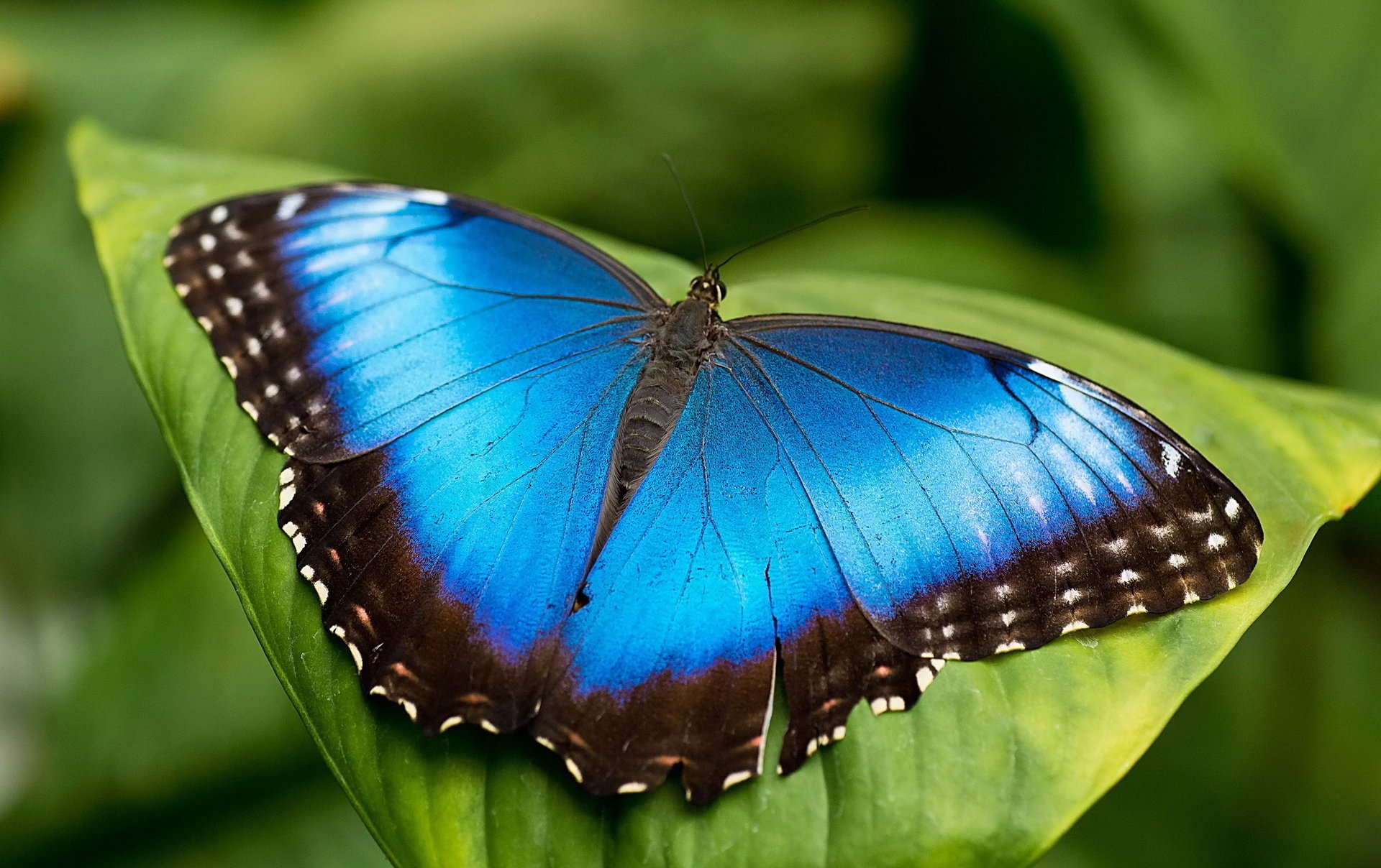 mariposa azul hoja mrpho morpho