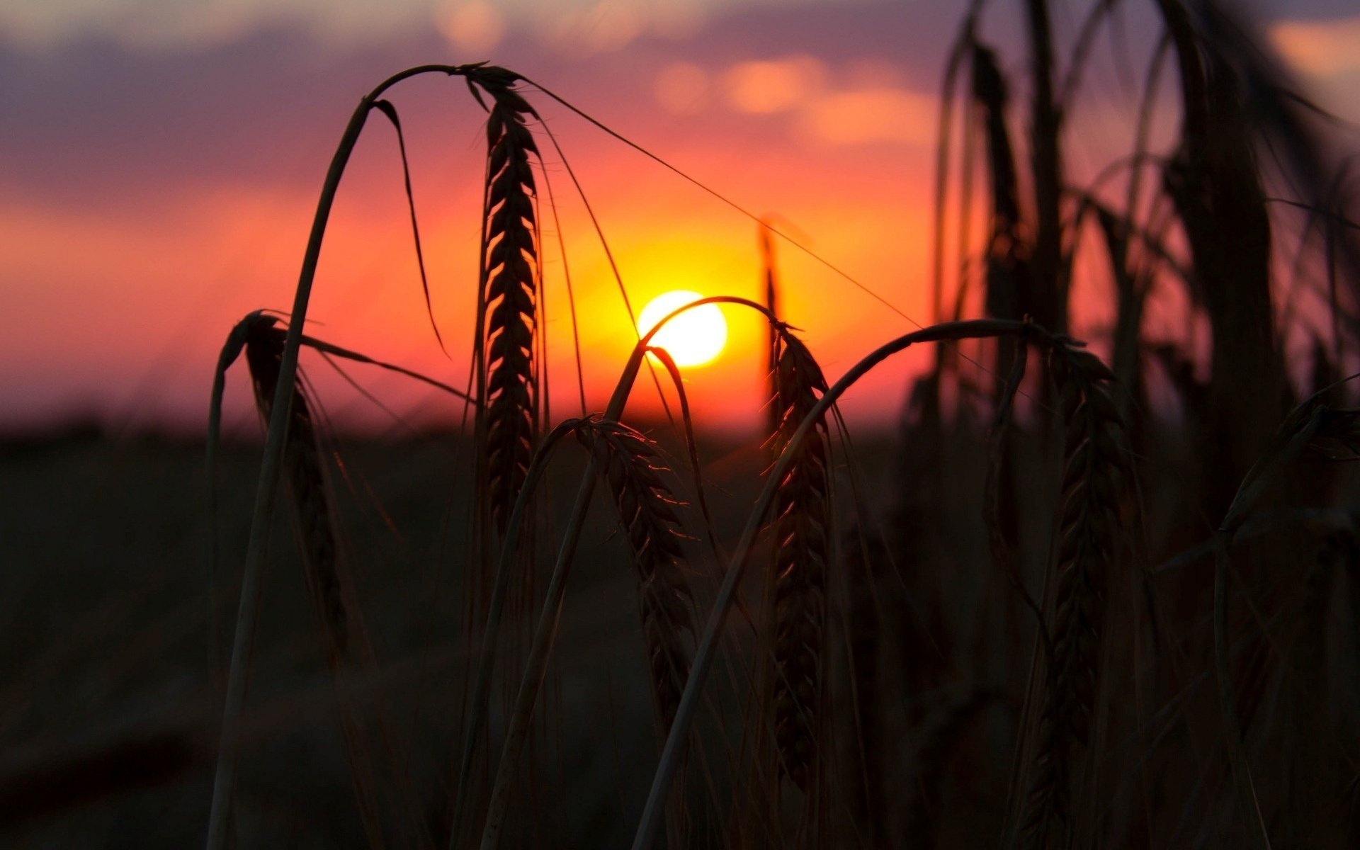 makro roggen ohren feld sonnenuntergang weizen ährchen