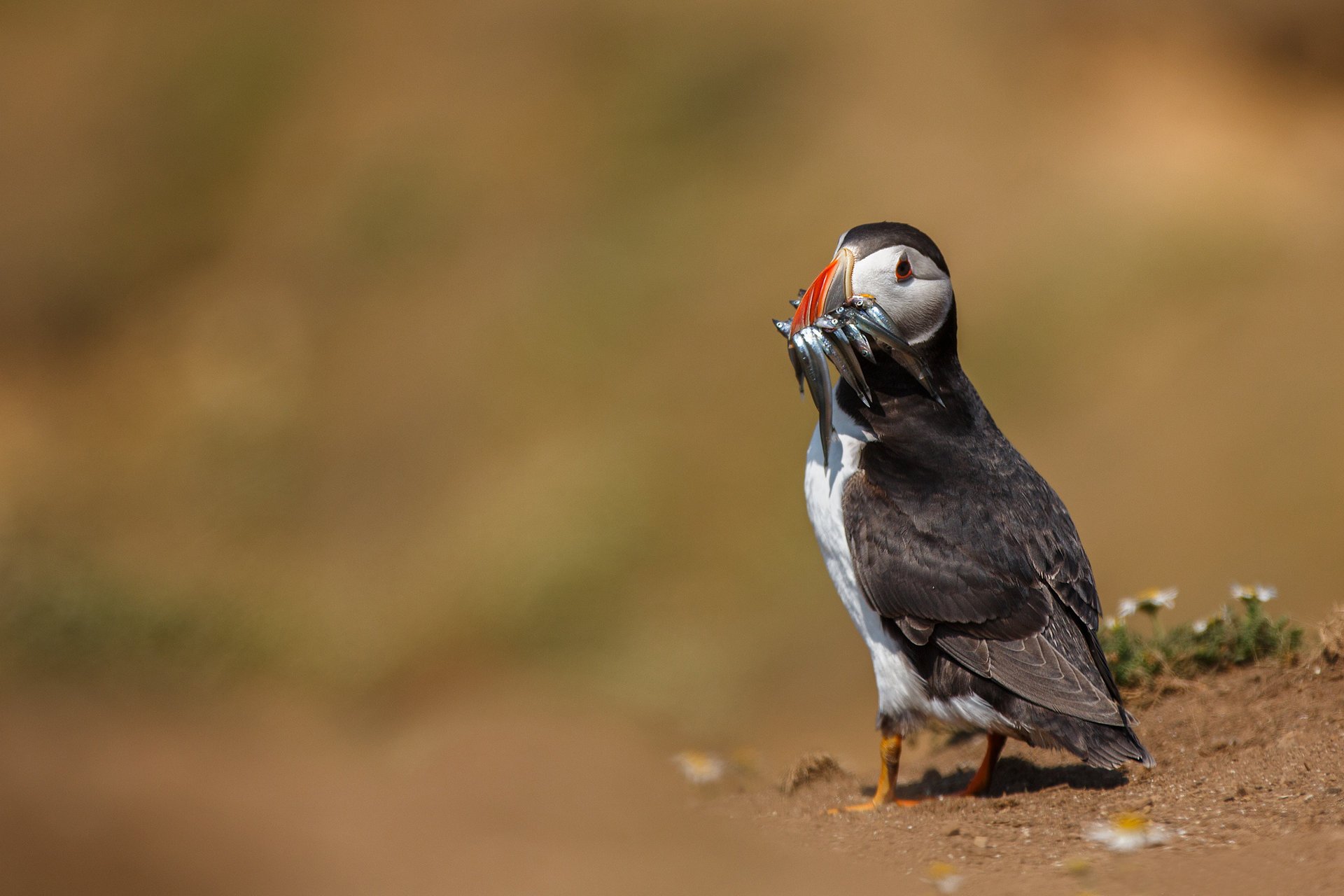 vogel essen sackgasse fang fisch