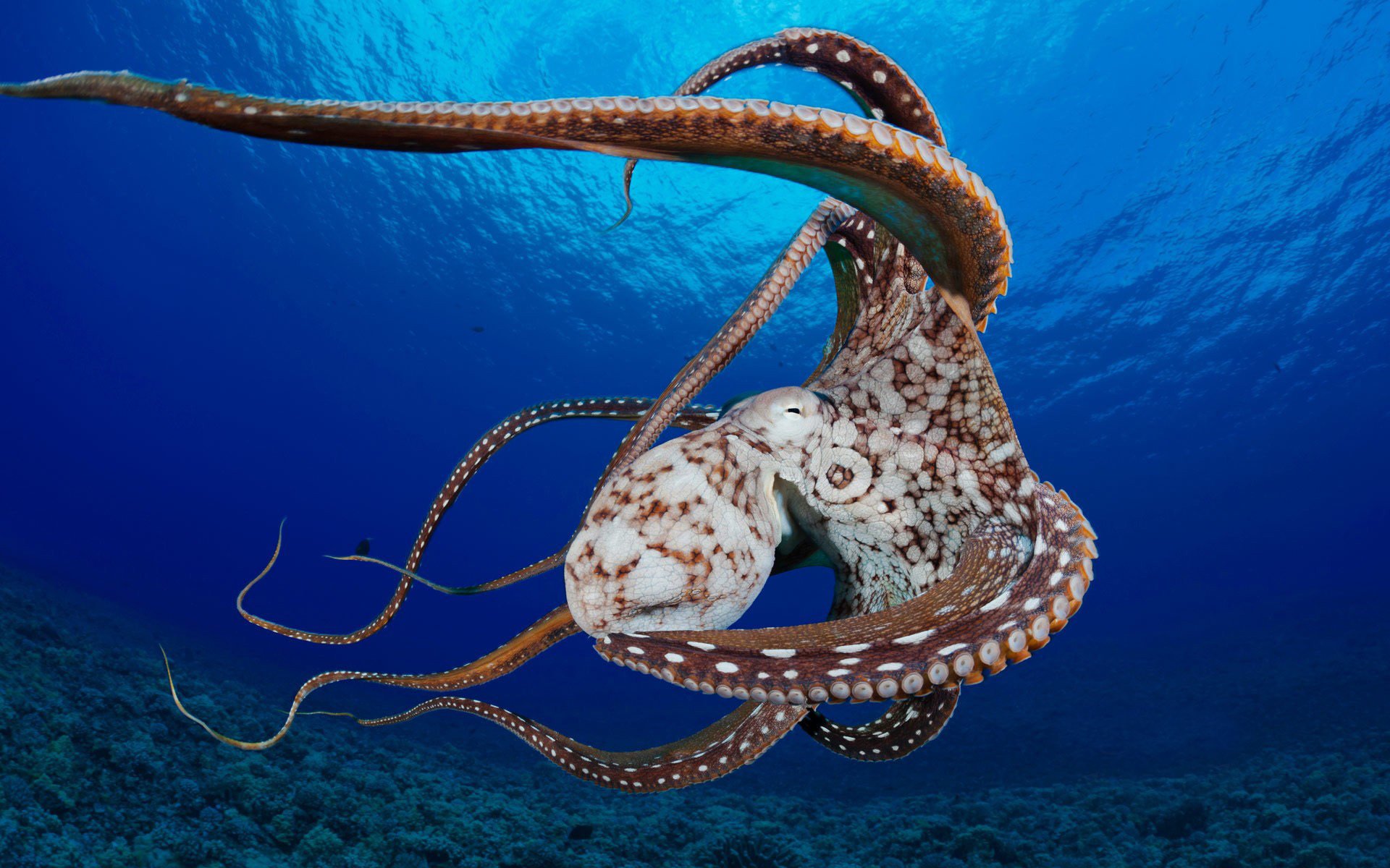 océano tentáculos molusco corales pulpo