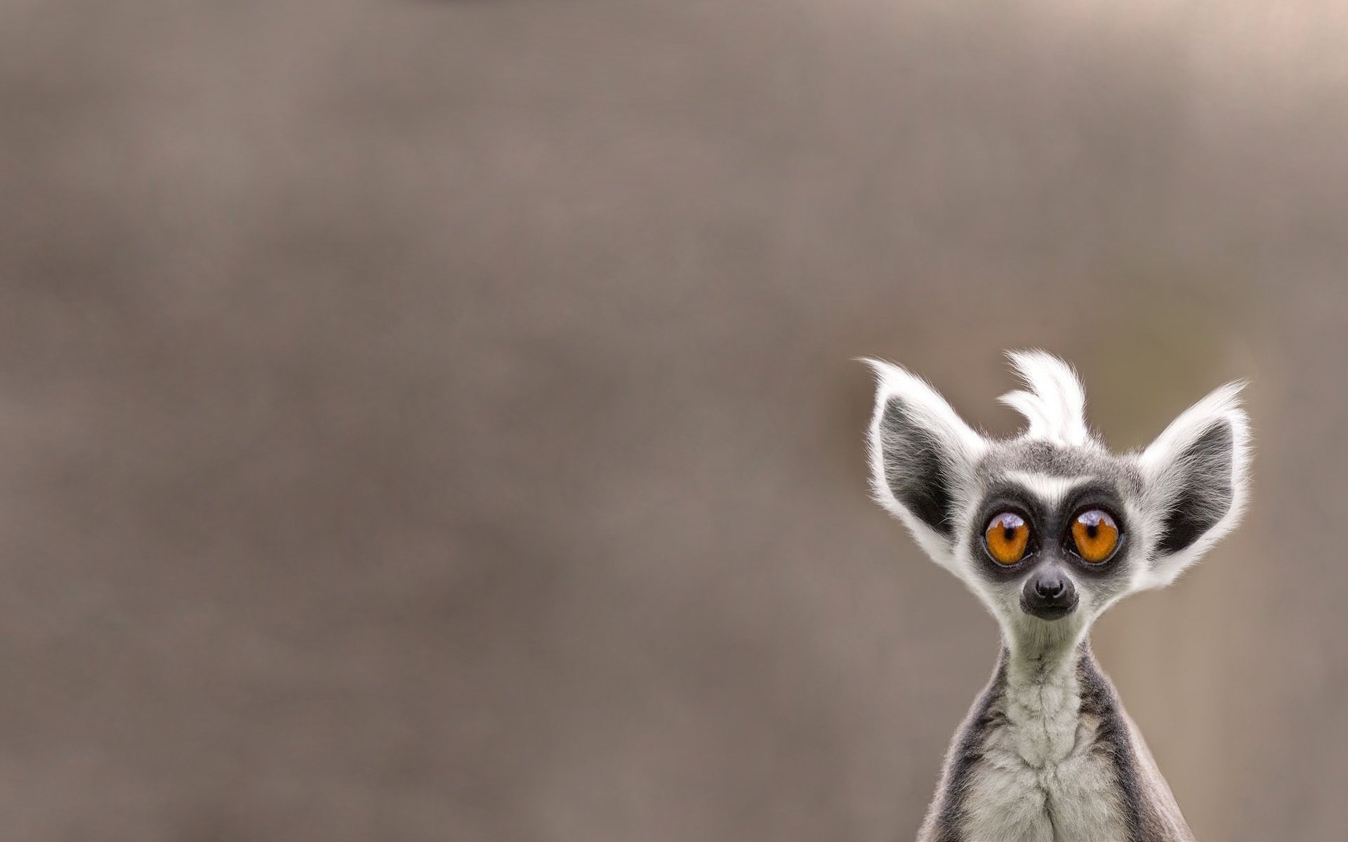 lemur lemure muso animale