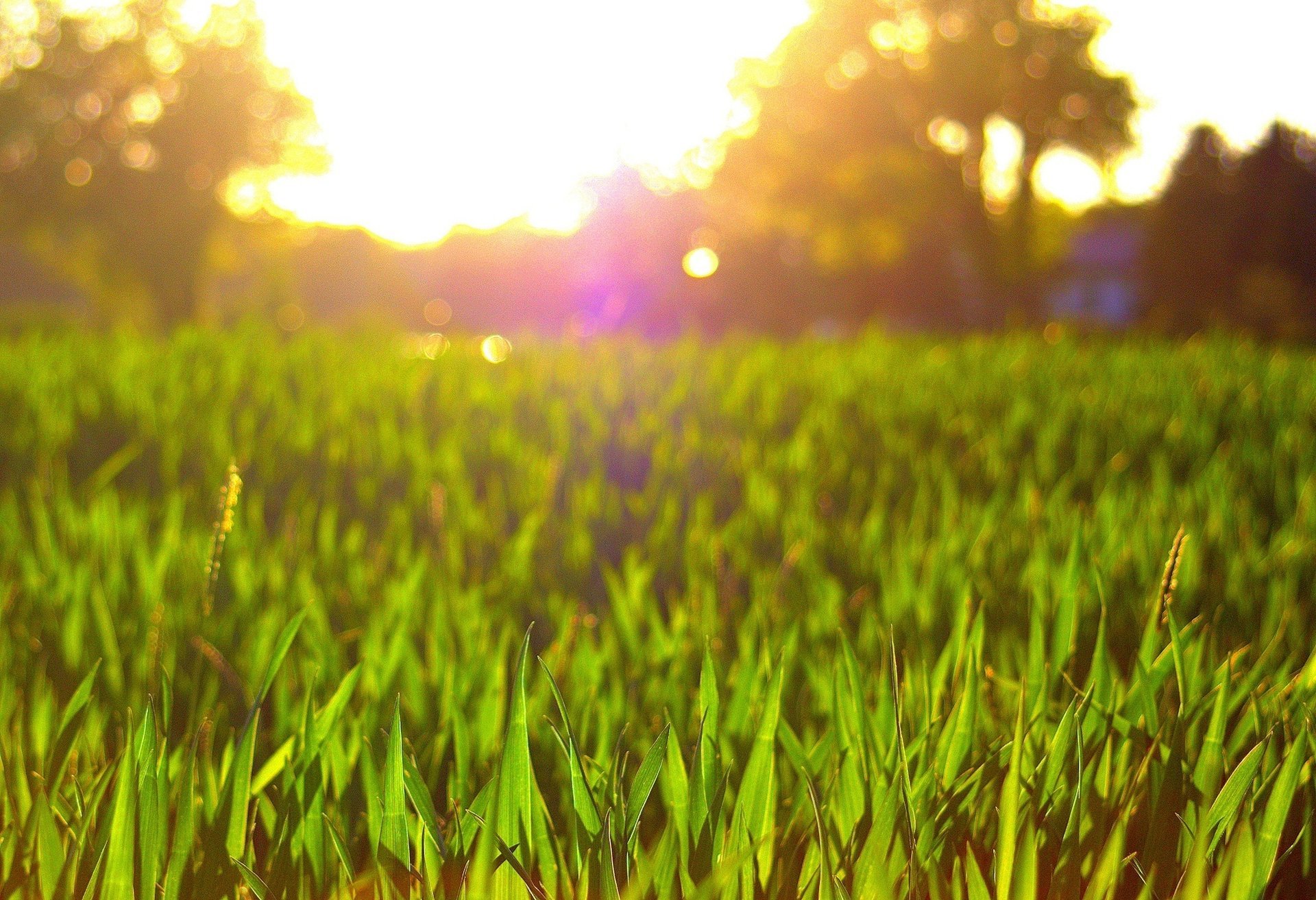 gros plan fleurs verdure pré fleur fond soleil herbe