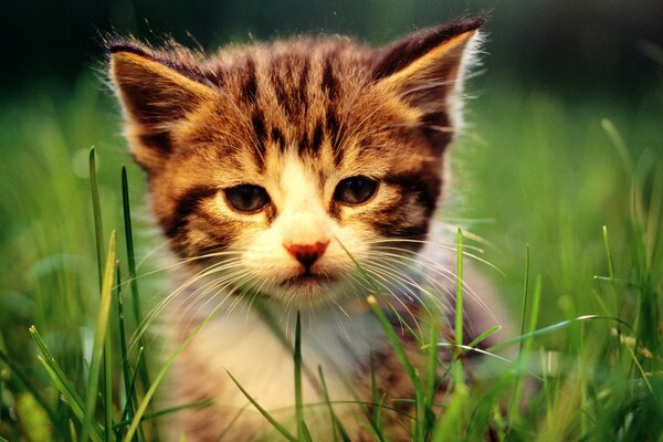 Маленький котёнок выглядывает из-за травы