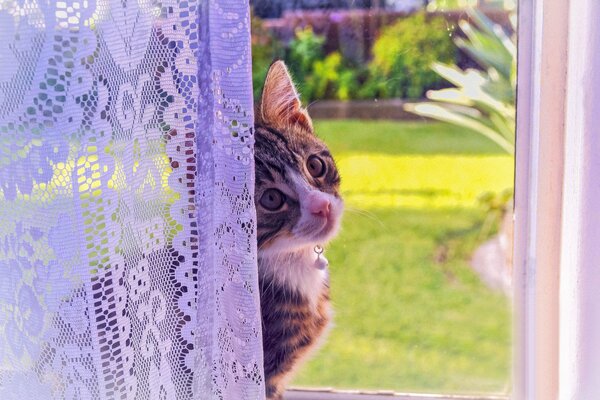 Kätzchen mit schönem Blick am Fenstervorhang