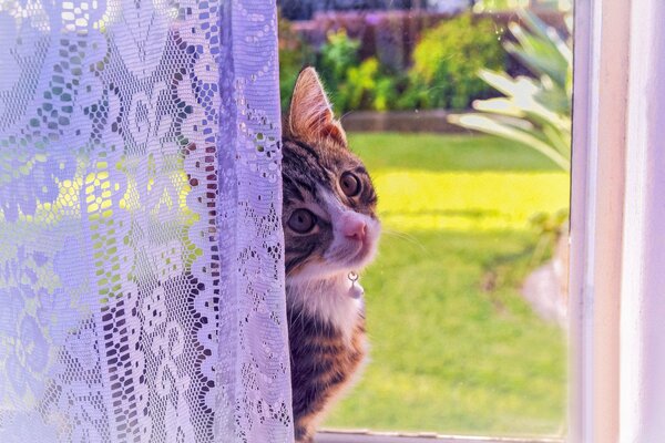 A kitten with a beautiful look at the window curtain