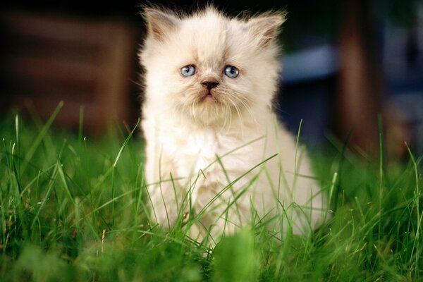 A small white kitten is sitting in the green grass