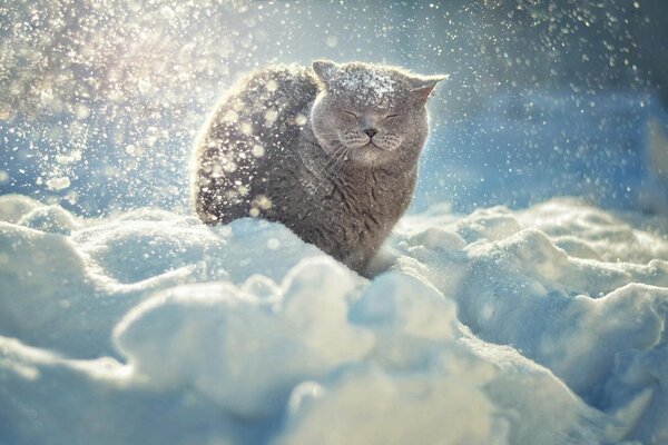 Die Katze sitzt im Schnee und freut sich über die Sonne