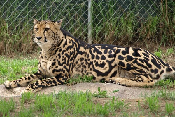 A large royal cheetah is resting near the fence