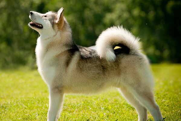 Graceful Alaskan malamute on the green grass