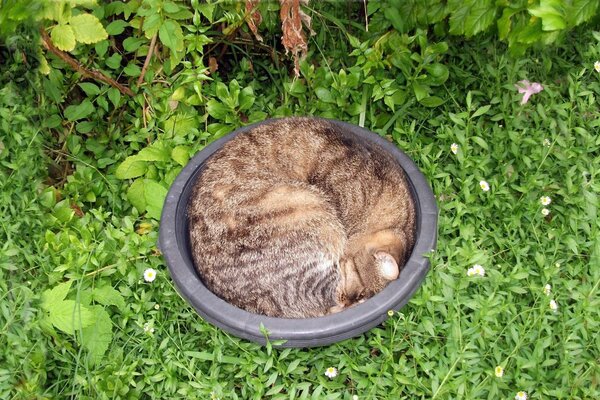 A cat in a basin on a background of green grass