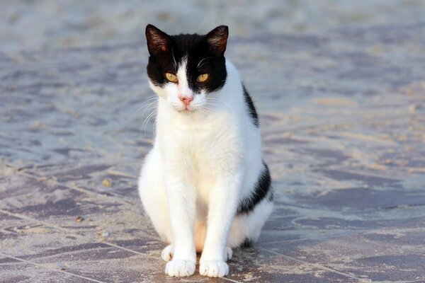 Gato blanco y negro sentado en un azulejo sucio