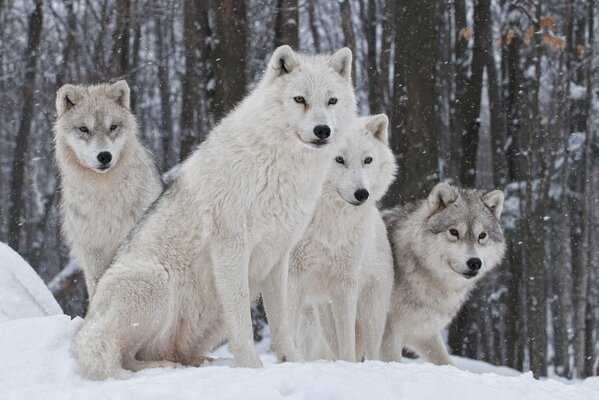 Manada de lobos blancos en invierno en el bosque