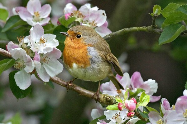 Sur une branche fleurie, un petit oiseau avec une poitrine Rousse