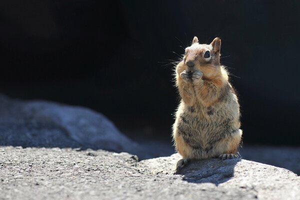 In the rocks, a red squirrel sits on its hind legs and eats