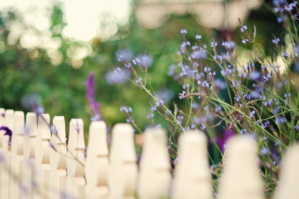 Blue flowers grow by the fence