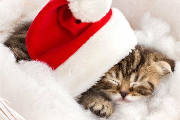 Baby kitten sleeps under Santa Claus hat