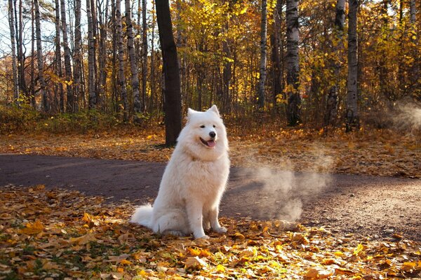 Laika blanca en el sendero en el parque