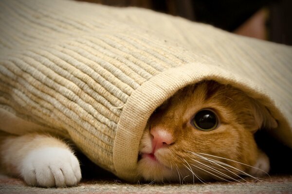 Chat dans le Dr e sous le tapis