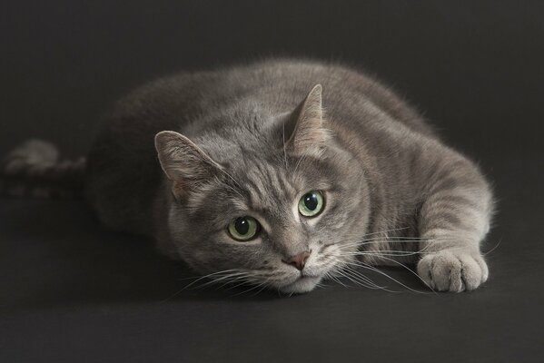 El gato gris se acuesta con una mirada pasajera