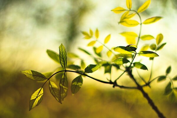 A branch with green leaves on a beautiful background