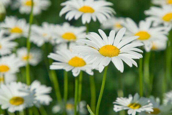 Numerous daisies delight with juicy flowers