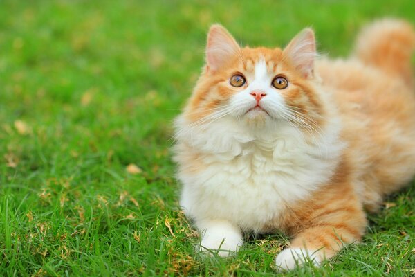 Gato peludo de pelo blanco y rojo yace en la hierba verde