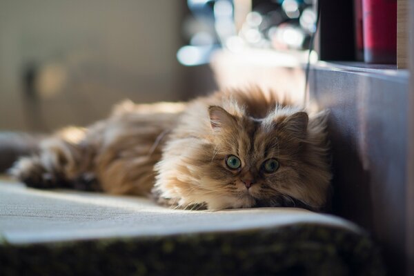 Gatto affettuoso in casa su un lettino