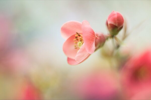 Pale pink flower with a bud on a blurry background