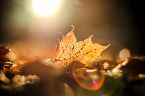 Autumn leaf in the sunlight