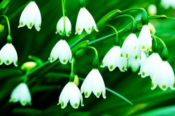 Muguet blanc fleuri dans la forêt