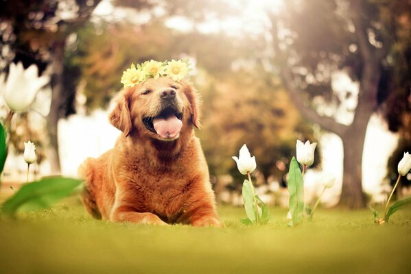 Chien joyeux avec une Couronne sur la tête