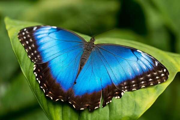 Blauer Schmetterling sitzt auf einem grünen Blatt