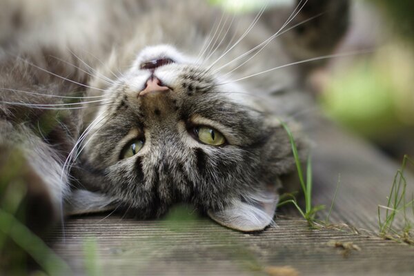 Chat dort sur le dos rouler les yeux