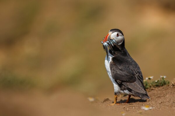 The bird caught fish for himself and the chicks for dinner