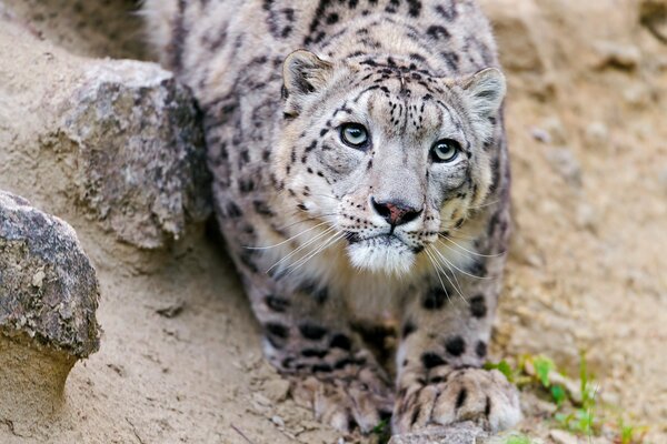 Leopardo de las Nieves con una cara bonita