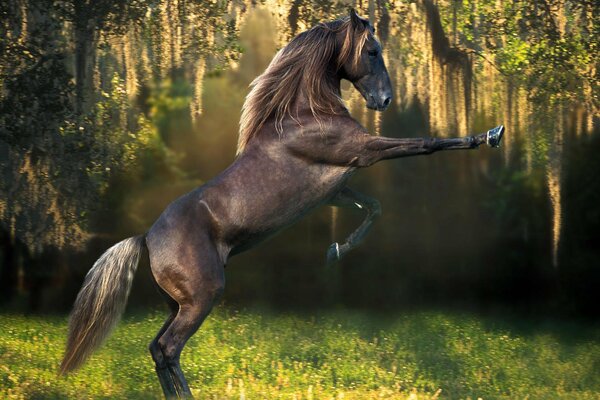 A black stallion in a dense forest