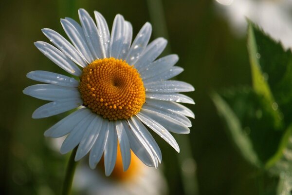 Morning dew on white chamomile leaves